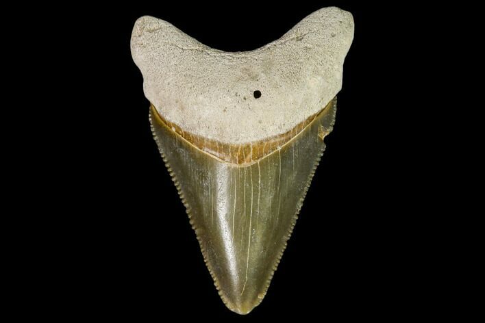 Serrated, Fossil Megalodon Tooth - Bone Valley, Florida #110449